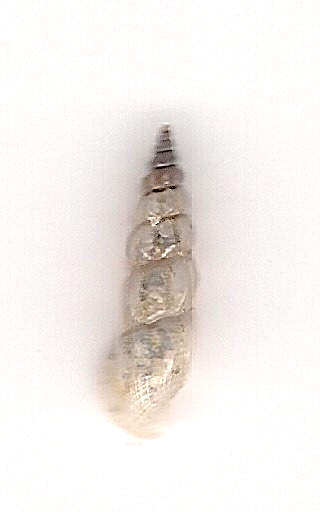 Rissoidae, p�ninsule de Dat�a.